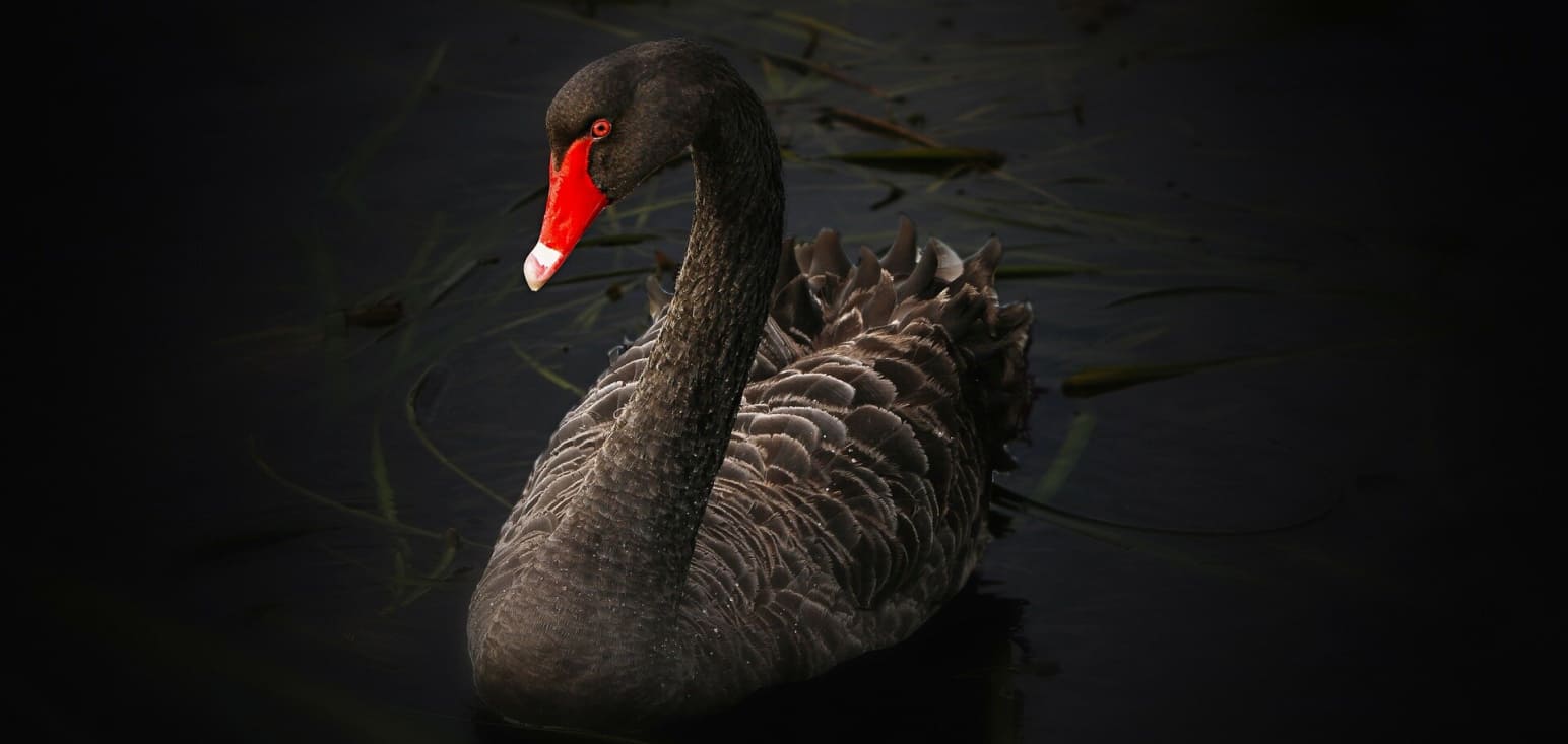 Black Swan Event. Pure white feathers